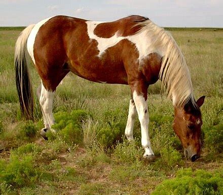 Cheval American Paint Horse avec une robe pie