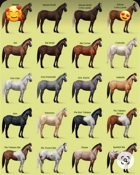 Diagramme illustrant les différents types de robes du Paint Horse