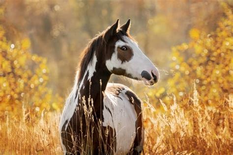 Portrait d'un cheval Paint Horse