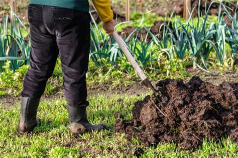 Jardinier épandant du fumier à l'automne