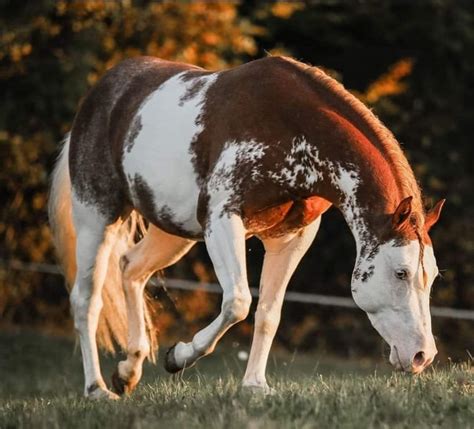 Un Quarter Horse américain en action