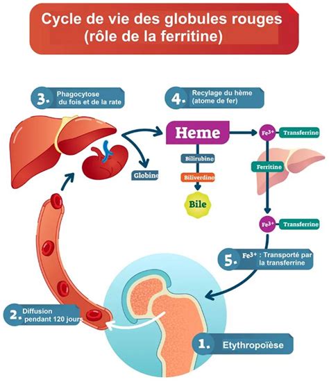 Schéma représentant le cycle du fer dans le corps humain
