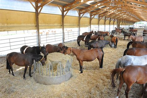 Élevage de chevaux en Normandie
