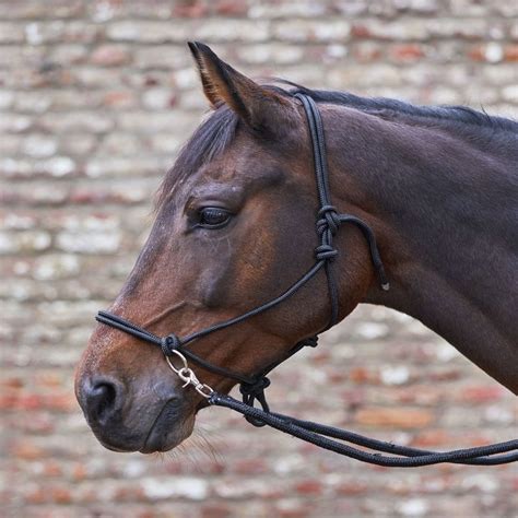 Cheval au travail à pied avec un licol éthologique