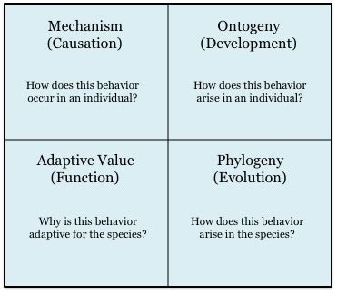 Diagramme illustrant les 4 questions de Tinbergen en éthologie