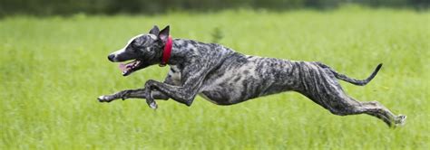 Un Whippet en pleine course