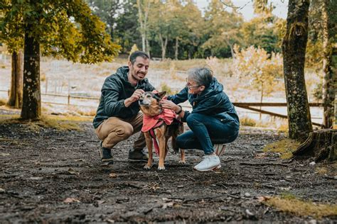 Un couple caressant un Whippet