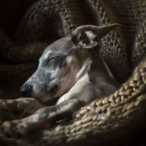 Un chiot Whippet dormant paisiblement