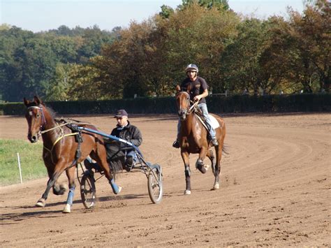 Entraînement de chevaux trotteurs sur une piste d'hippodrome