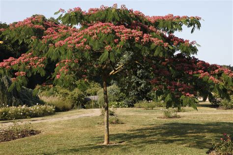Arbre Albizia en fleur