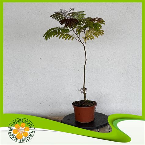 Albizia en pot