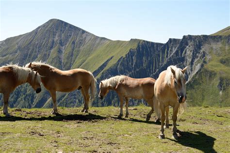 Cheval Haflinger au naturel dans un paysage de montagne
