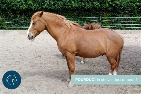 Cheval au repos dans un pré près d'une carrière de CSO