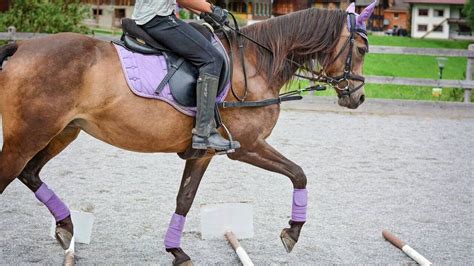 Cavalière félicitant son cheval après une épreuve