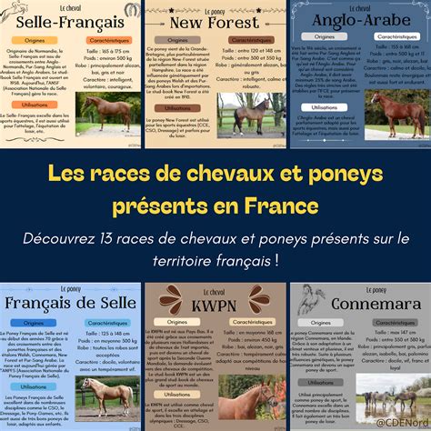 Carte du monde montrant les régions d'origine de races de poneys célèbres