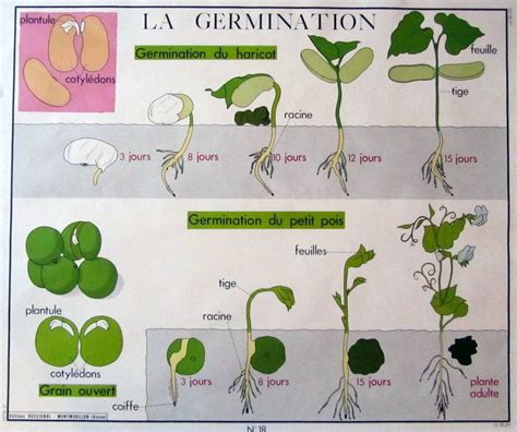 Schéma du cycle de germination d'une graine