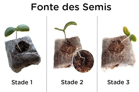 Plantule atteinte de fonte des semis