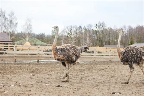 Autruche et poney dans un enclos