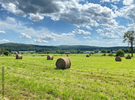Champ de foin avec des chevaux au loin