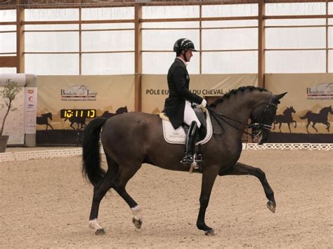 Cavalier de dressage en action