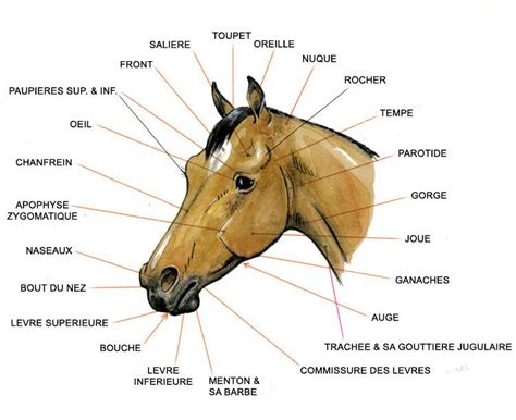 Schéma anatomique de la tête d'un cheval montrant les zones de pression d'un bridon