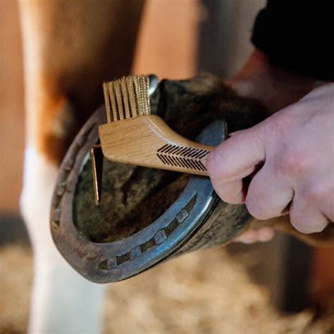 Cure-pied en action pour nettoyer un sabot de cheval