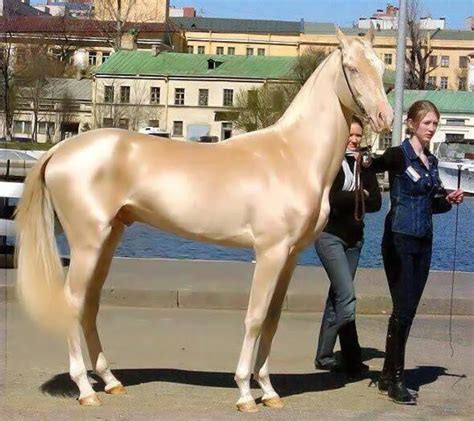 Cheval avec une robe brillante après brossage