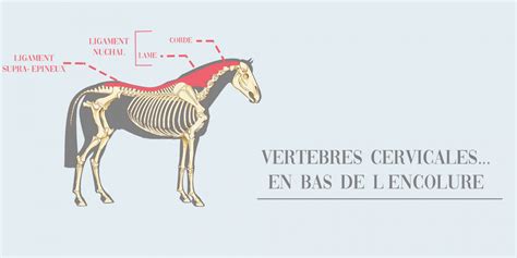 Comparaison schématique des attitudes de l'encolure du cheval