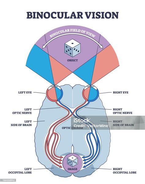 Schéma de la vision latérale et binoculaire du cheval