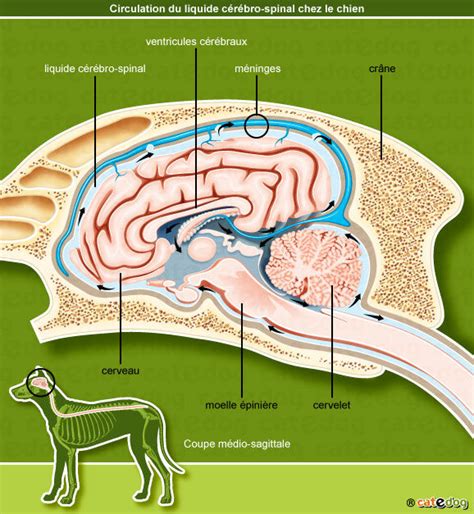 Anatomie du cerveau du chien montrant les ventricules cérébraux