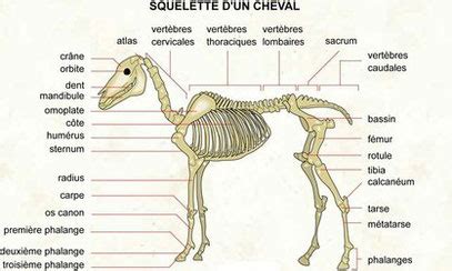 Schéma anatomique du squelette équin