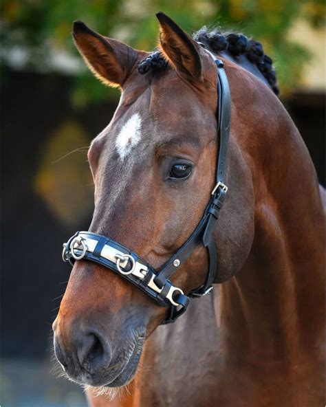Cavalier utilisant un caveçon avec une main douce