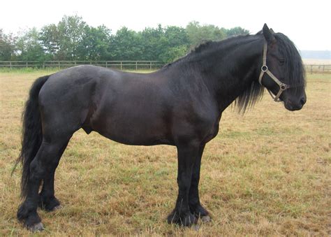 Cheval Mérens en extérieur