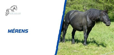 Diagramme des caractéristiques du Mérens et du Frison