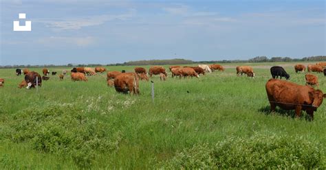 Champ avec des bovins en plein air