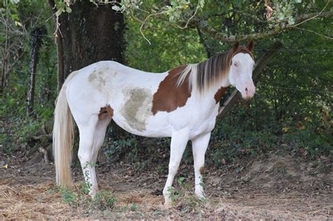 Jument Paint Horse avec une robe spectaculaire