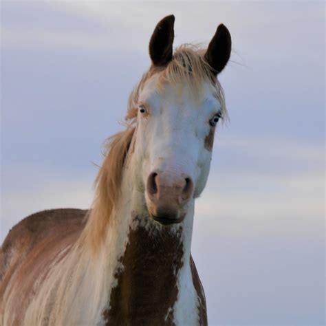 Paint Horse avec robe Splash et yeux vairons