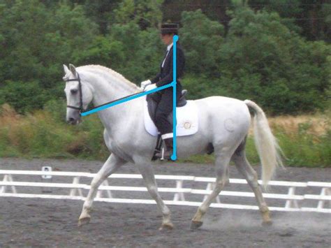 Diagramme comparant la position du cavalier en selle de dressage et en selle d'obstacle