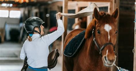 Préparation d'un cheval pour une randonnée équestre