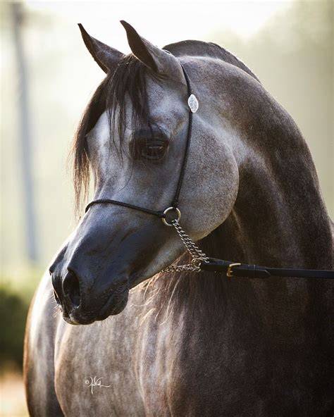 Détail de la tête d'un cheval arabe
