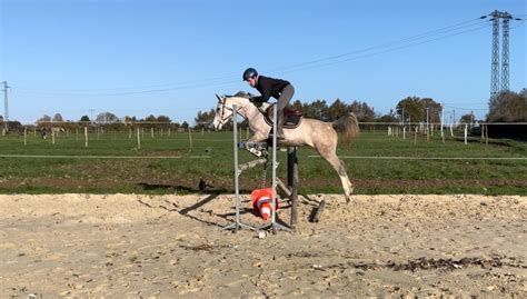 Jument de 4 ans sautant un obstacle