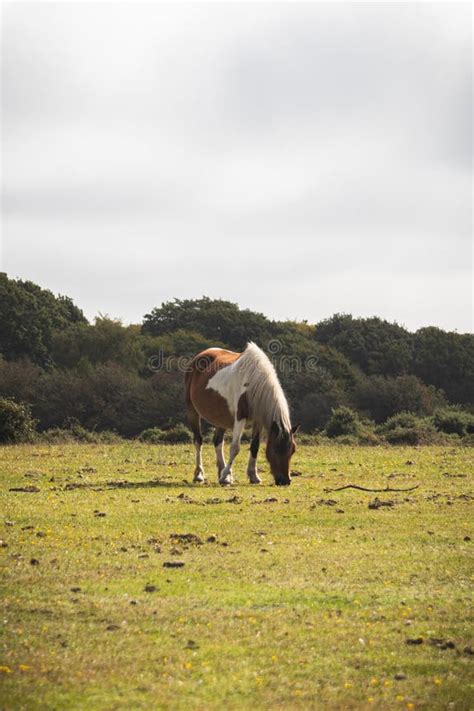 Poney broutant de l'herbe verte