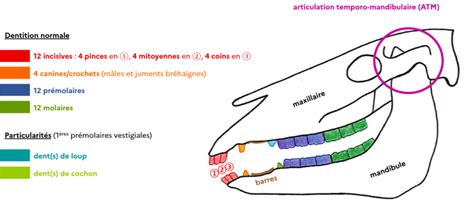Diagramme de la dentition d'un cheval