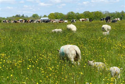 Pâturage mixte en campagne