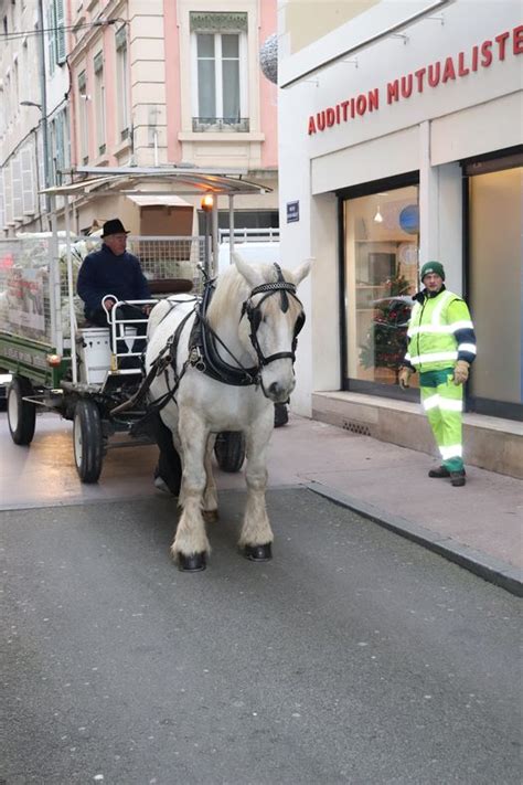 Cheval tirant une charrette de collecte de déchets dans une rue pavée