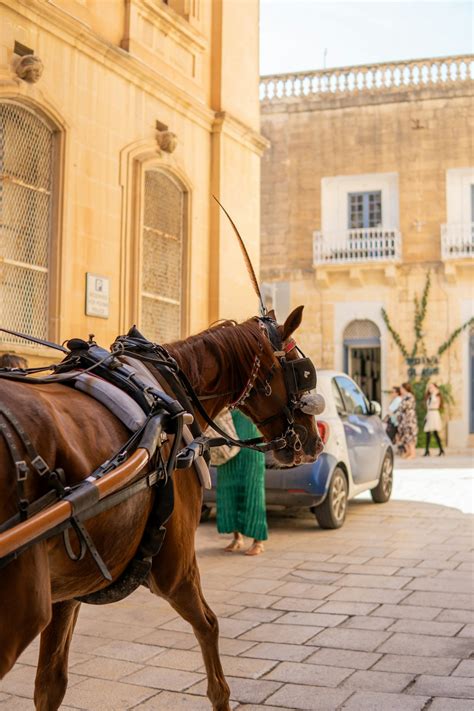 Cheval tirant une calèche scolaire dans une rue de Vendargues