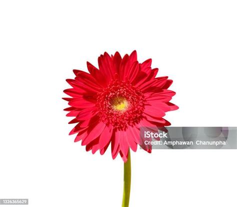 Gerbera rouge vif sur tige haute
