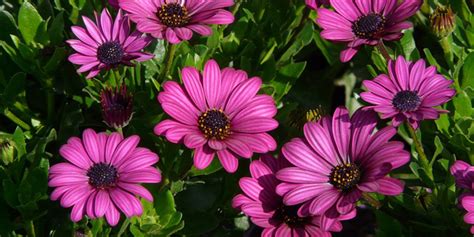 Assortiment de fleurs d'Osteospermum aux couleurs variées