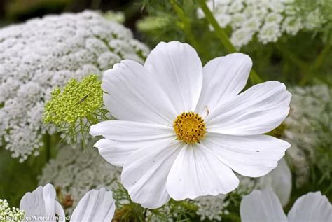 Fleurs de Kosmeya roses et blanches dans un jardin