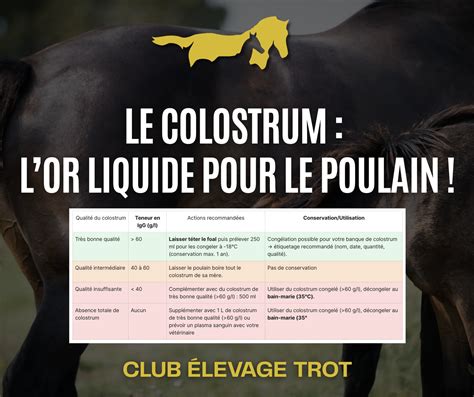 Poulain buvant du colostrum de sa mère
